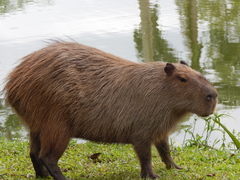 Hydrochoerus hydrochaeris