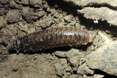 Glomeridesmida