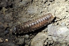 Glomeridesmida
