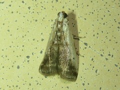 Acrobasis tumidulella