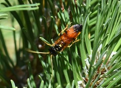 Acantholyda hieroglyphica