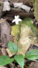 Graptophyllinae