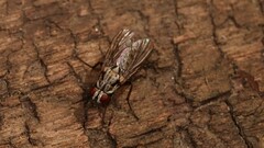 Eustalomyia
