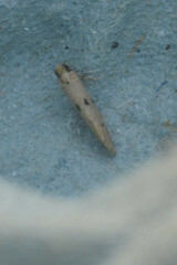 Tinea trinotella