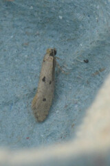 Tinea trinotella