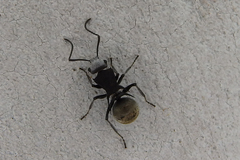 Polyrhachis senilis