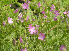 Sidalcea neomexicana