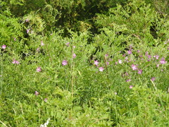 Sidalcea neomexicana