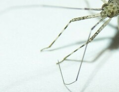 Phytocoris longipennis