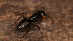 Apocephalus coquilletti