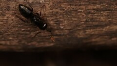 Apocephalus coquilletti