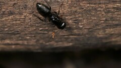 Apocephalus coquilletti