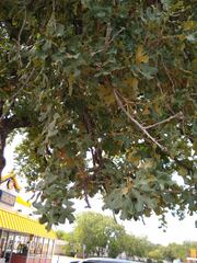 Quercus stellata