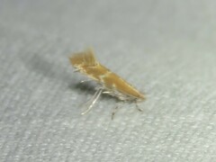 Phyllonorycter celtisella