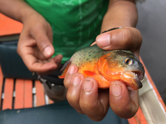 Pygocentrus nattereri