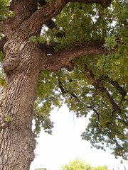 Quercus stellata