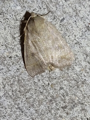 Ipimorpha pleonectusa