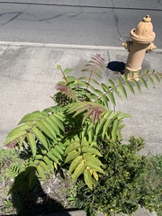 Ailanthus altissima