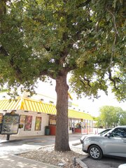 Quercus stellata