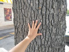Quercus stellata