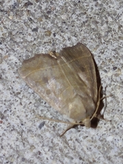 Ipimorpha pleonectusa