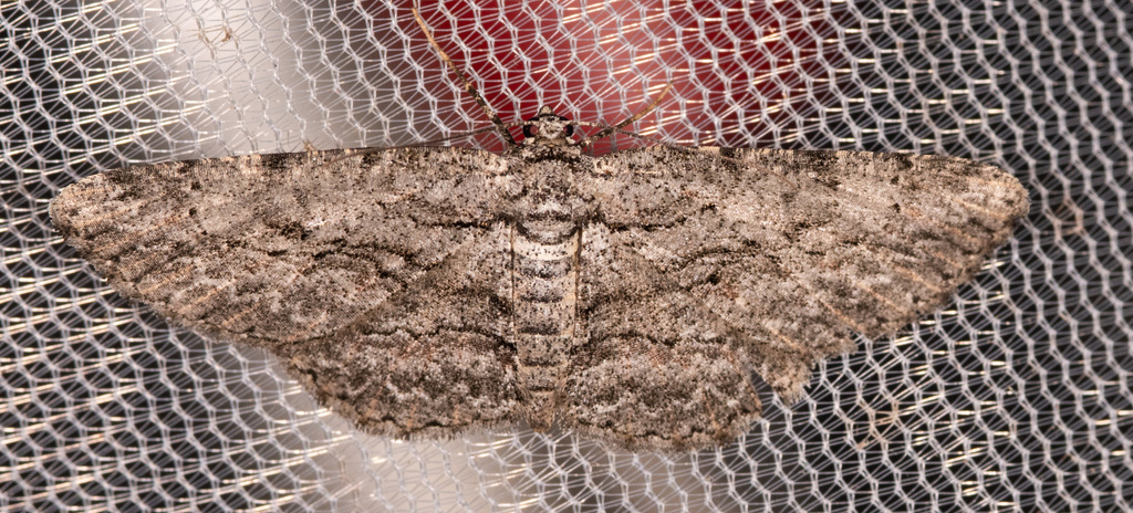 Common Gray from Washington County, MD, USA on July 15, 2022 at 09:55 ...
