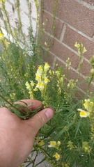 Linaria vulgaris