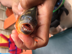 Pygocentrus nattereri