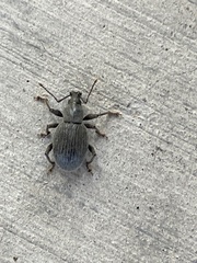 Otiorhynchus meridionalis