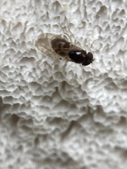 Mycodrosophila