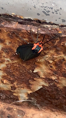 Ctenucha rubroscapus