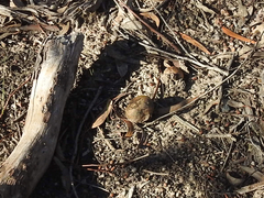 Pisolithus marmoratus