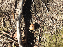 Pisolithus marmoratus