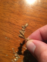 Carex albolutescens