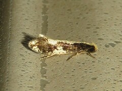 Monopis dorsistrigella