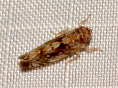 Scaphoideus opalinus