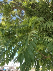 Ailanthus altissima