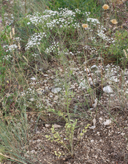 Pimpinella aromatica