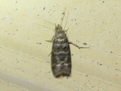 Ortholepis pasadamia