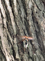 Sphecius speciosus