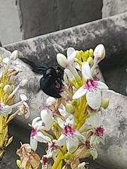Xylocopa