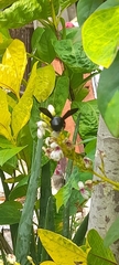 Xylocopa