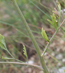 Pimpinella aromatica
