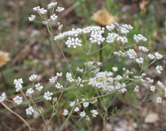 Pimpinella aromatica