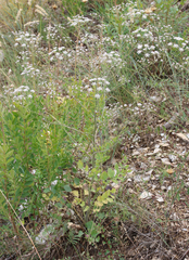 Pimpinella aromatica
