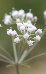 Pimpinella aromatica