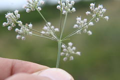 Pimpinella aromatica