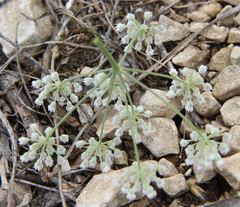 Pimpinella aromatica