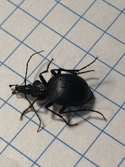 Scaphinotus interruptus