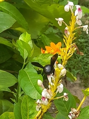 Xylocopa